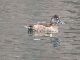 Ring-necked Duck, ML144717291