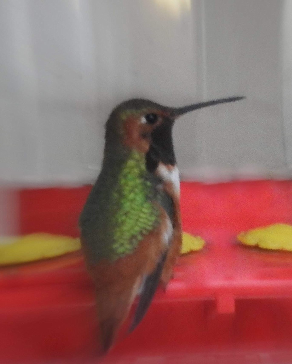Allen's Hummingbird - ML144718371