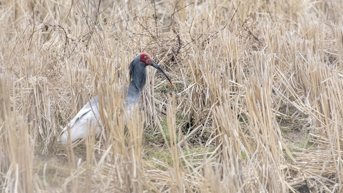 Crested Ibis - ML144719991