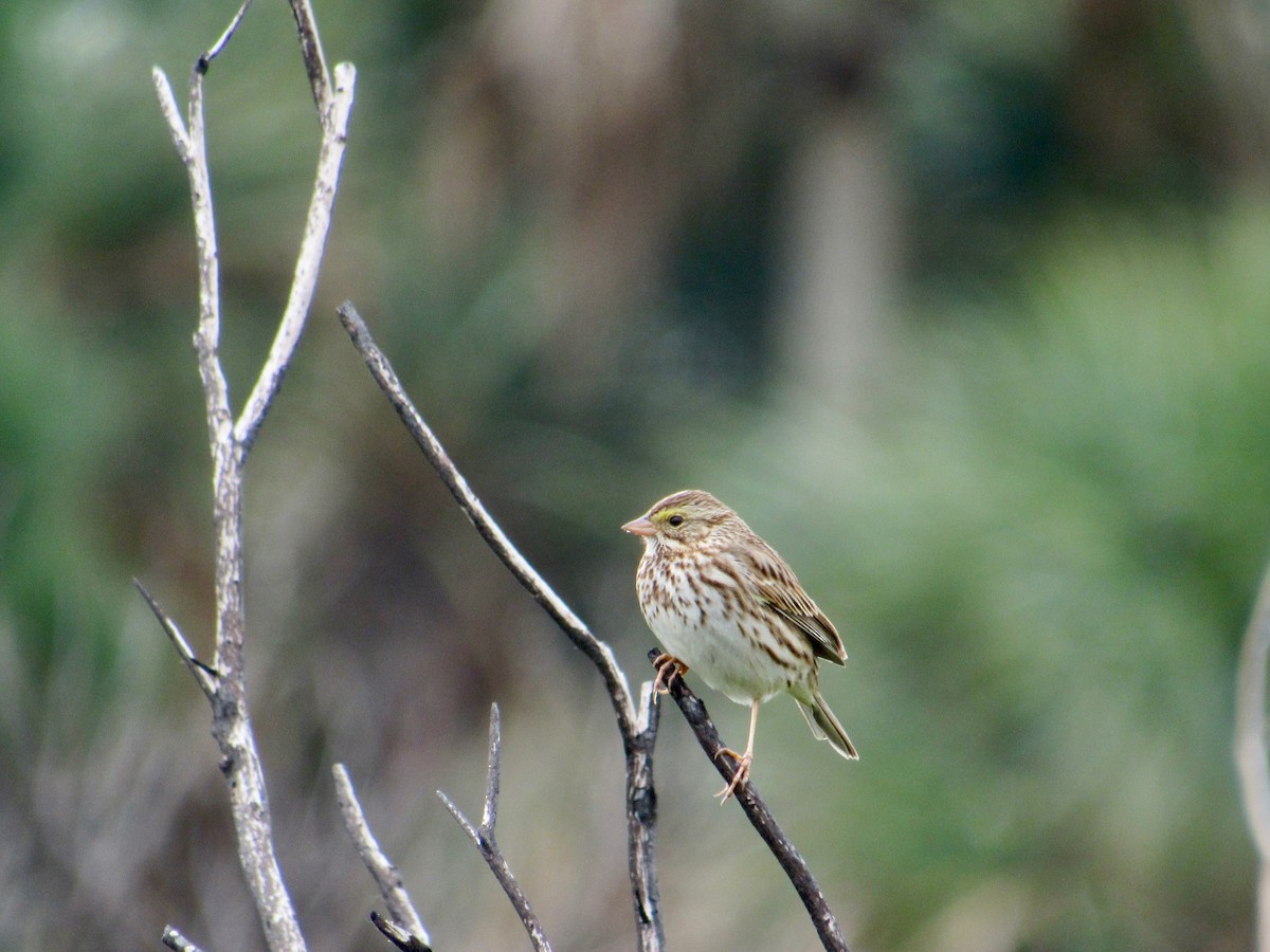 Savannah Sparrow - scott baldinger