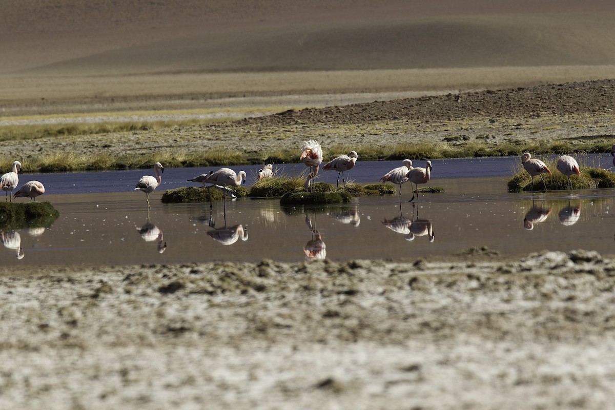 Chilean Flamingo - Dave Jurasevich