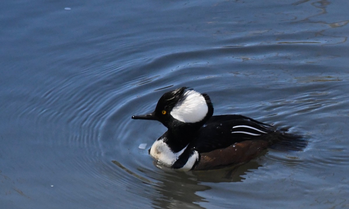 ML144724771 Hooded Merganser Macaulay Library