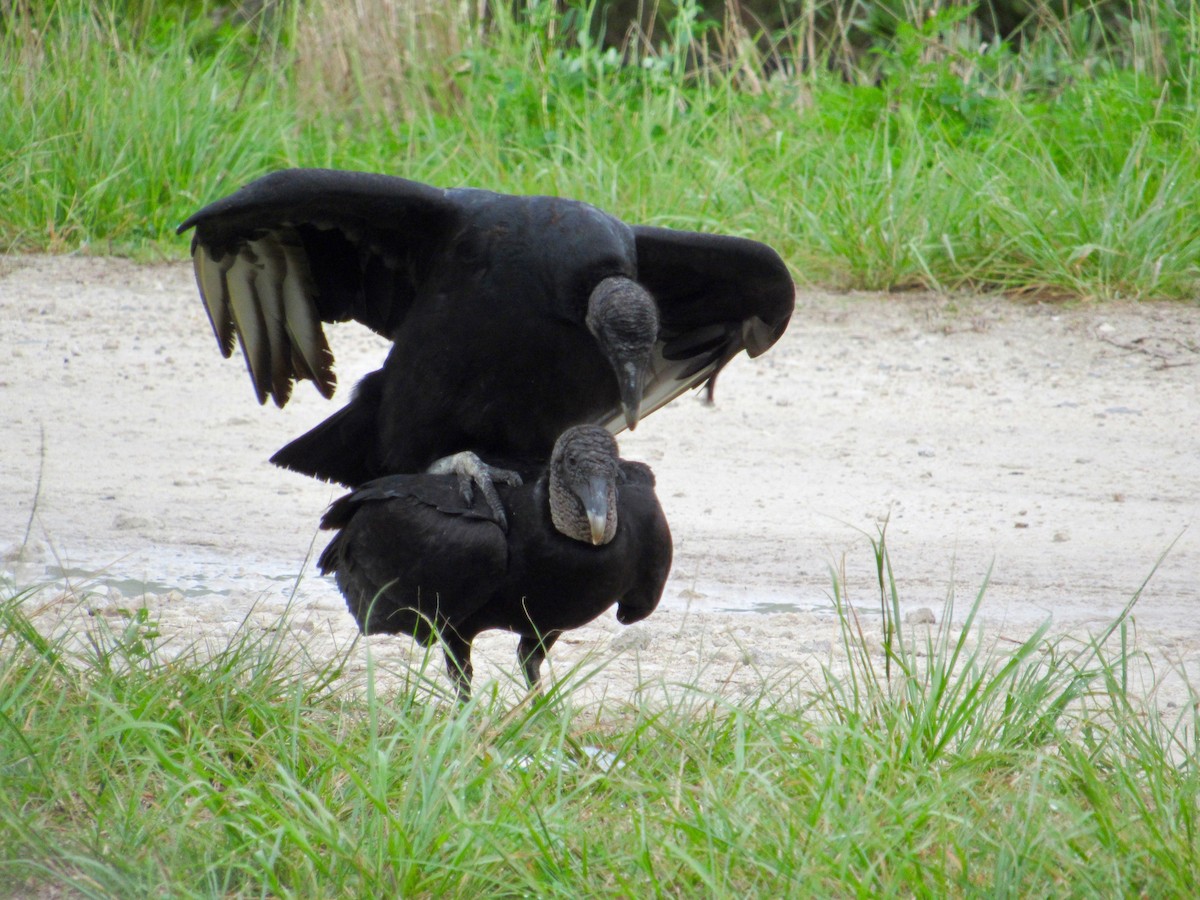 Black Vulture - scott baldinger