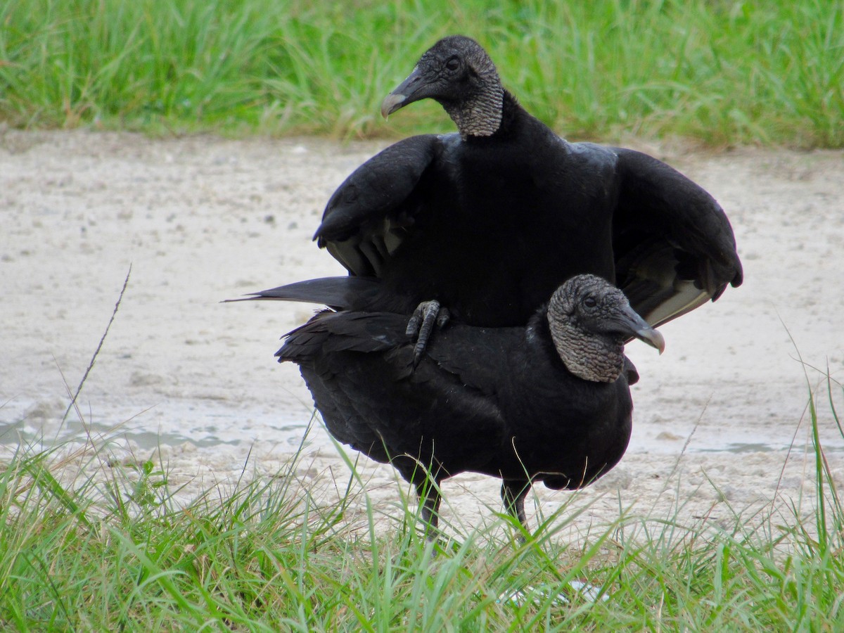 Black Vulture - scott baldinger