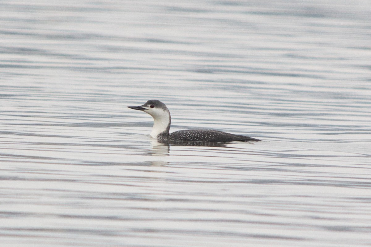 Red-throated Loon - ML144727101