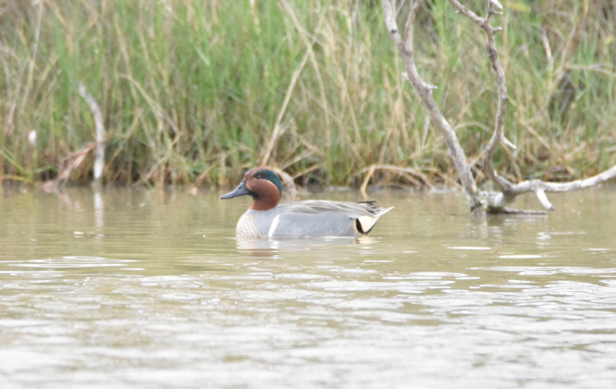 Green-winged Teal - ML144730051