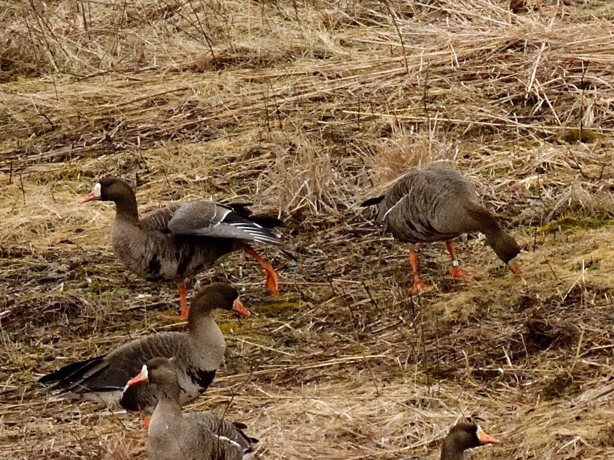 Greater White-fronted Goose - ML144732761