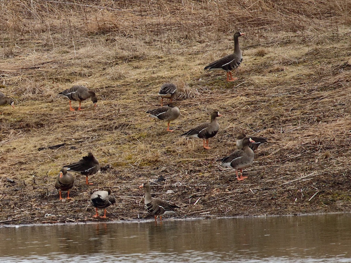 Greater White-fronted Goose - ML144732811
