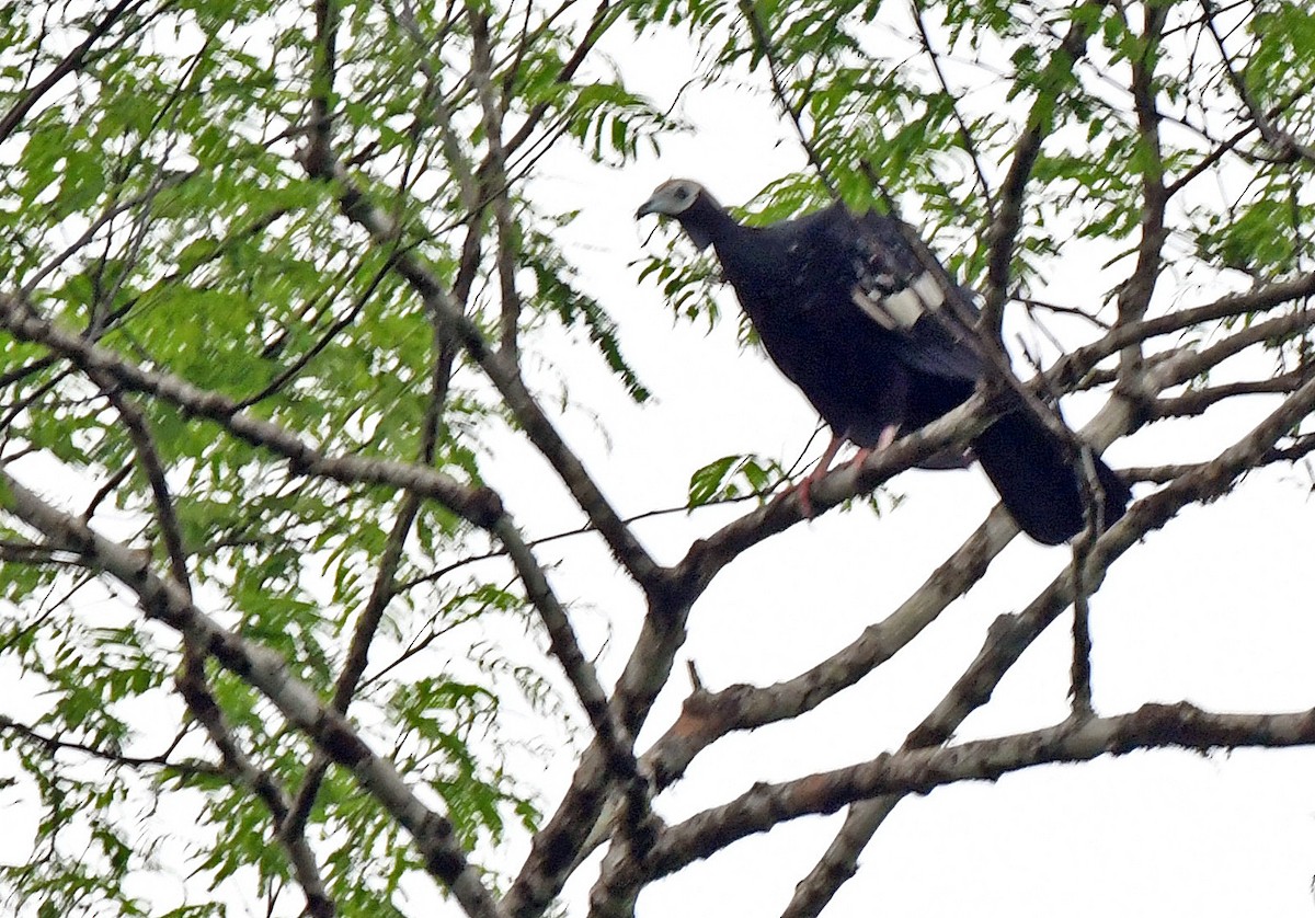 Blue-throated Piping-Guan - ML144732941