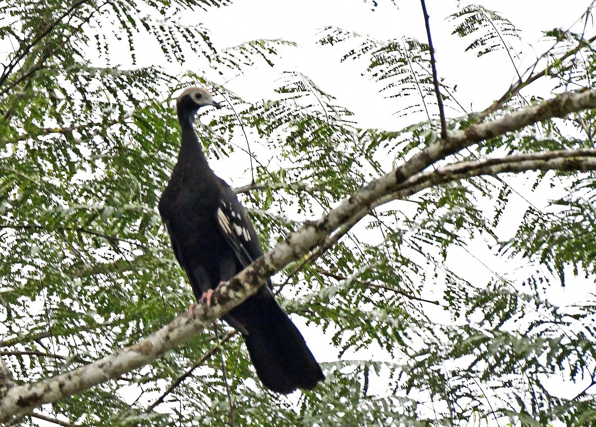 Blue-throated Piping-Guan - ML144732961