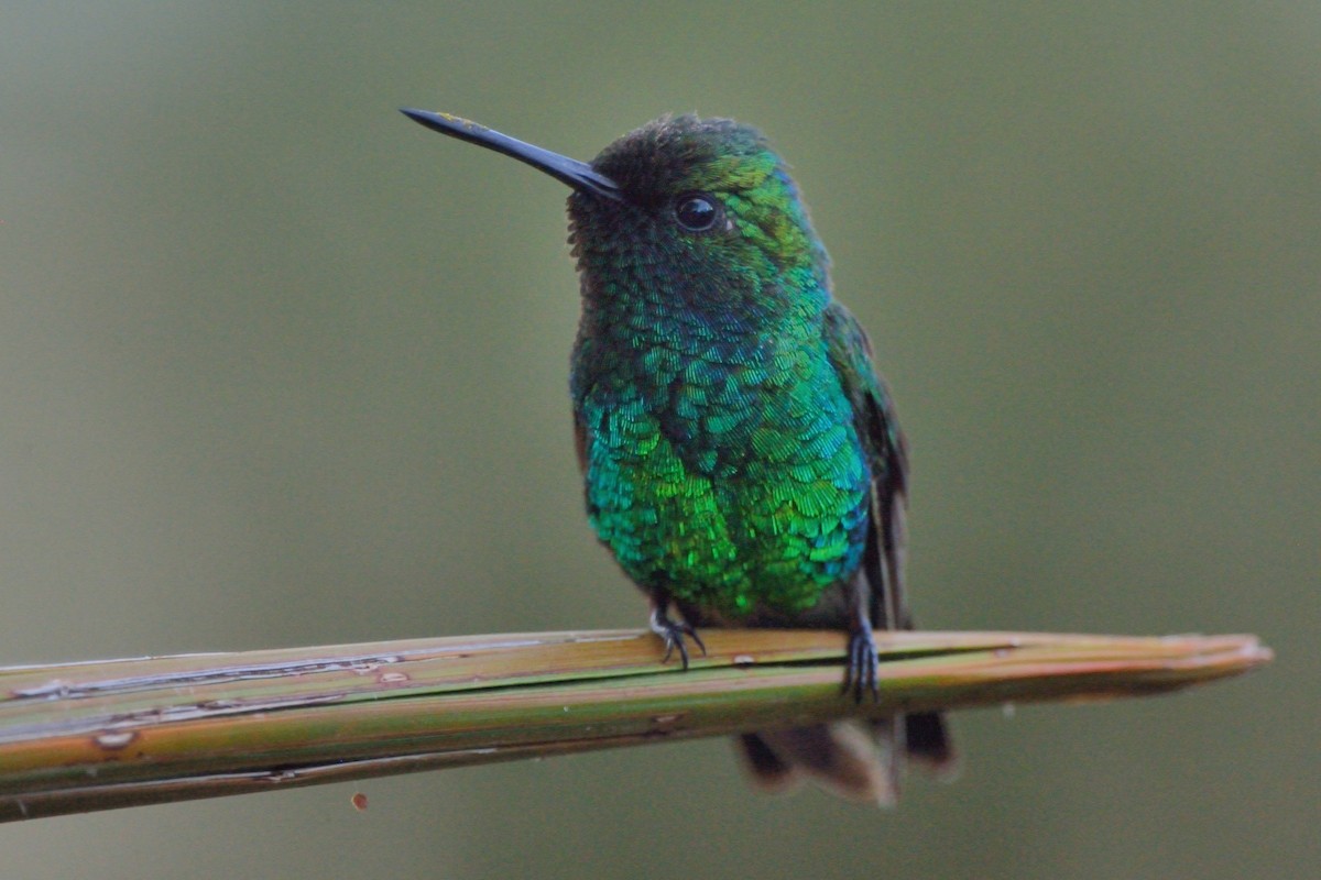 Blue-tailed Emerald - ML144738491