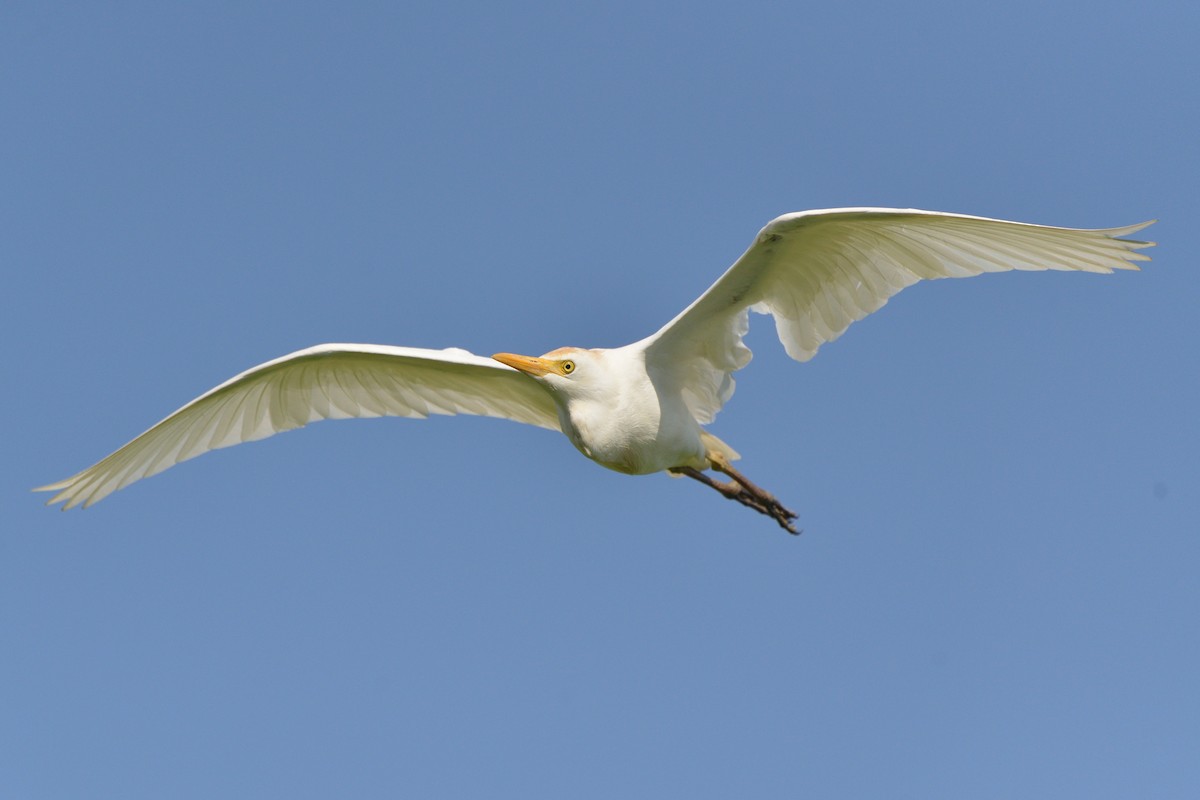 Western Cattle Egret - Michiel Oversteegen