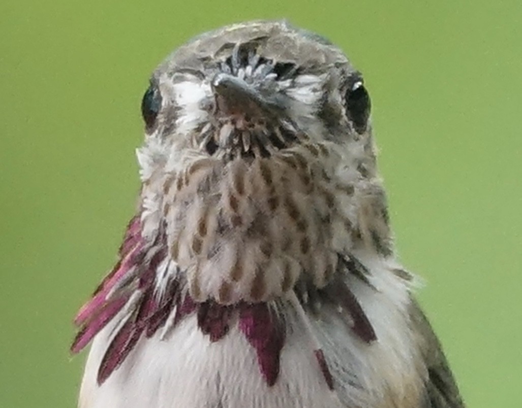 Calliope Hummingbird - ML144741751
