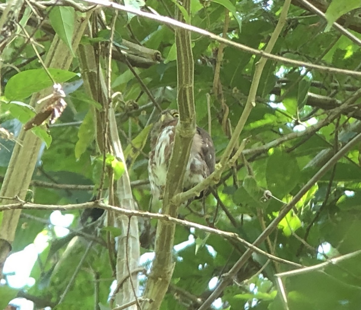 Central American Pygmy-Owl - ML144750781