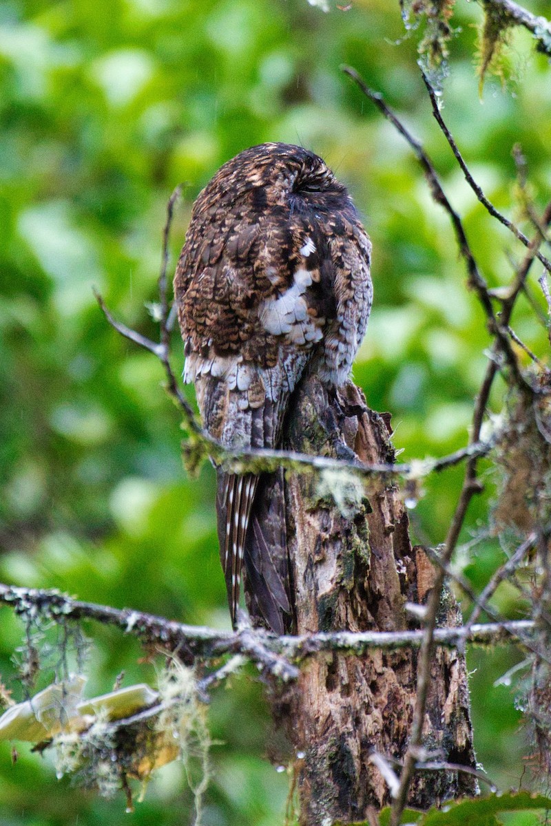 Andean Potoo - ML144751661