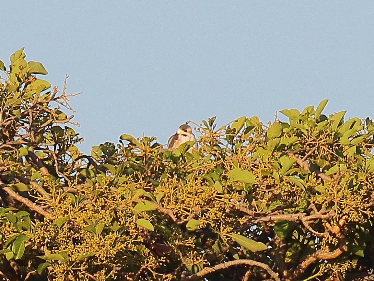 eBird Checklist 19 Feb 2019 Costa Rica Marriott Hotel Hacienda BelenMarriott Hotel 2 species
