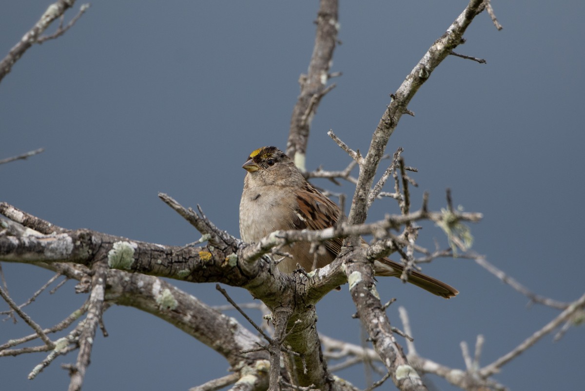 Golden-crowned Sparrow - ML144755471