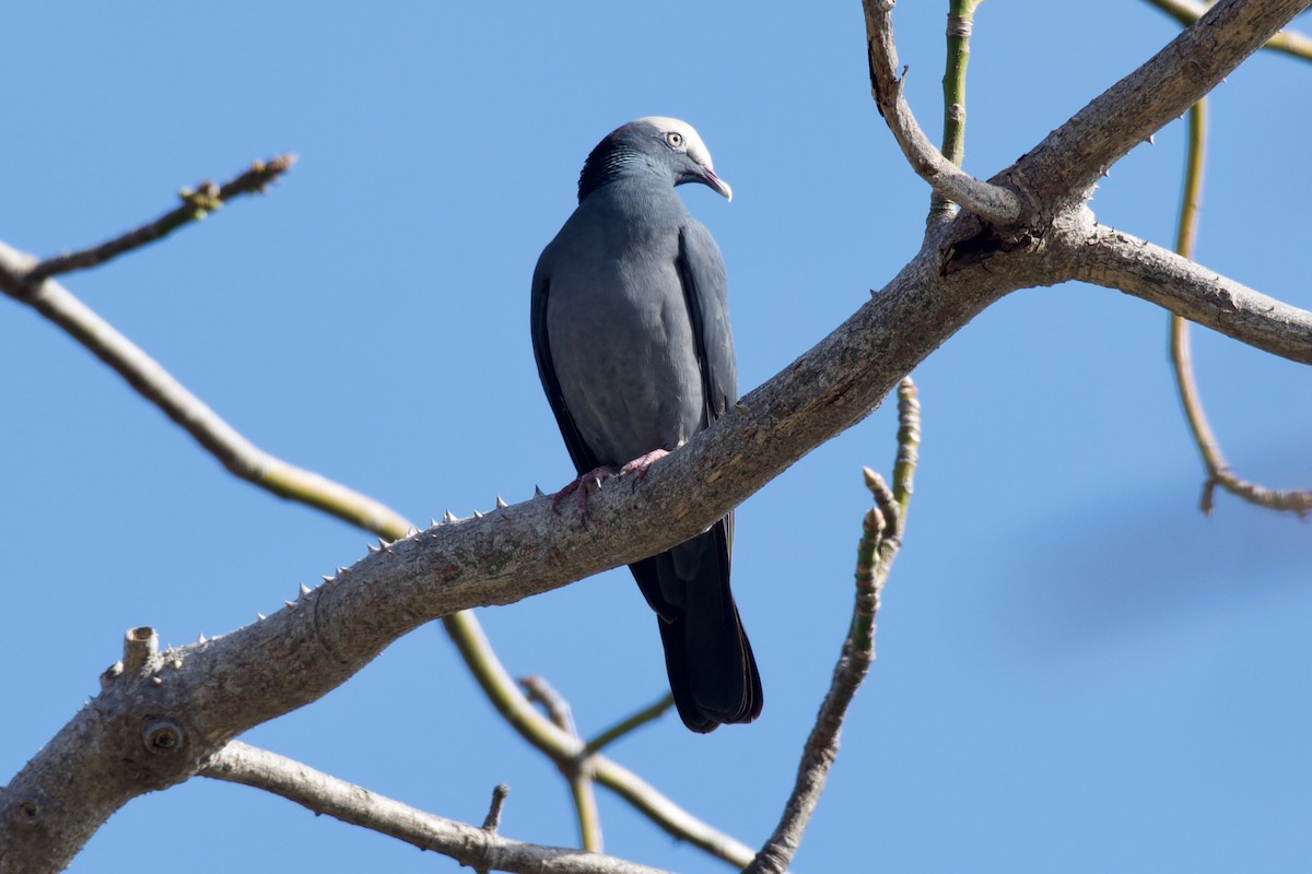 White-crowned Pigeon - ML144761371