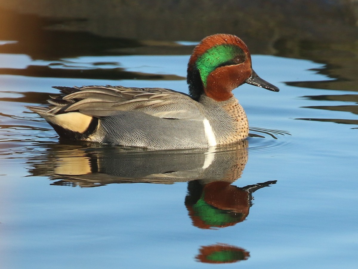 Green-winged Teal - ML144764661