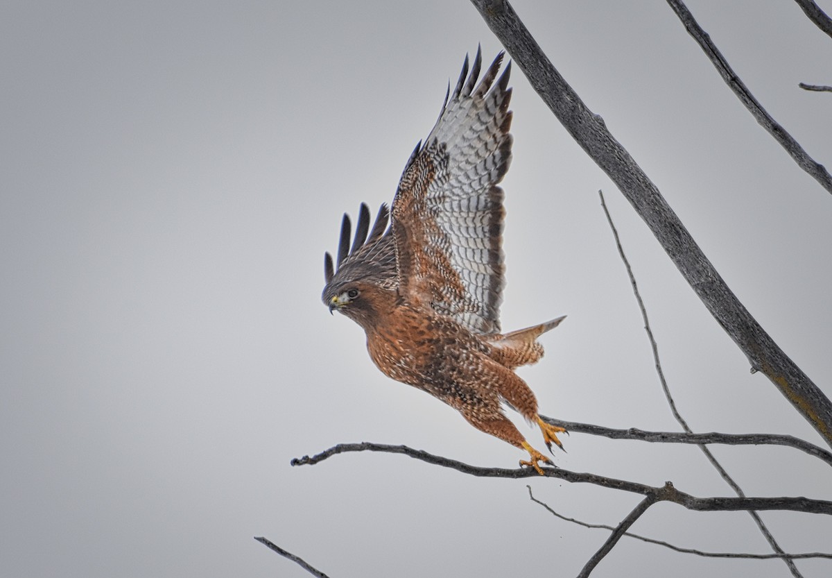 Red-tailed Hawk - ML144767651