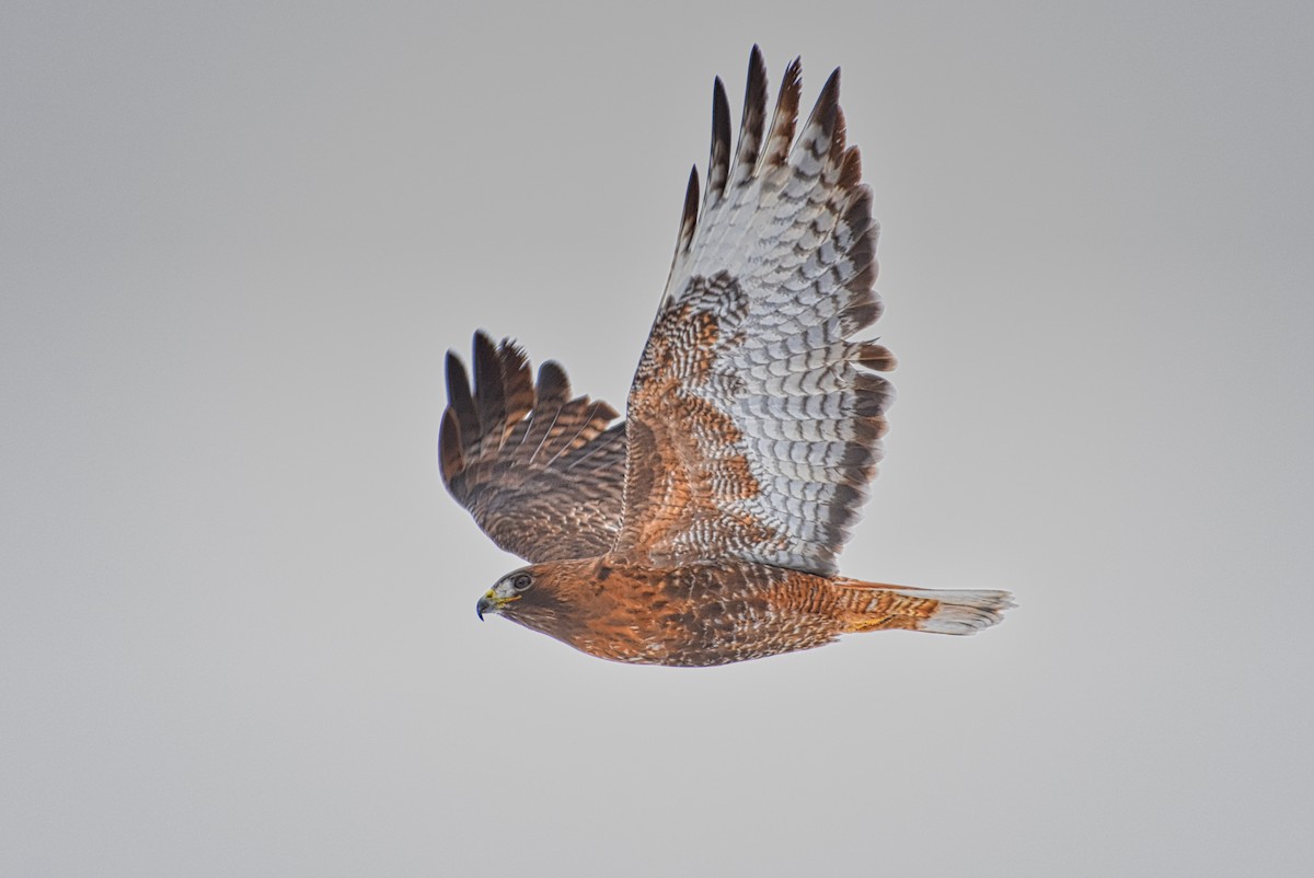 Red-tailed Hawk - ML144767671