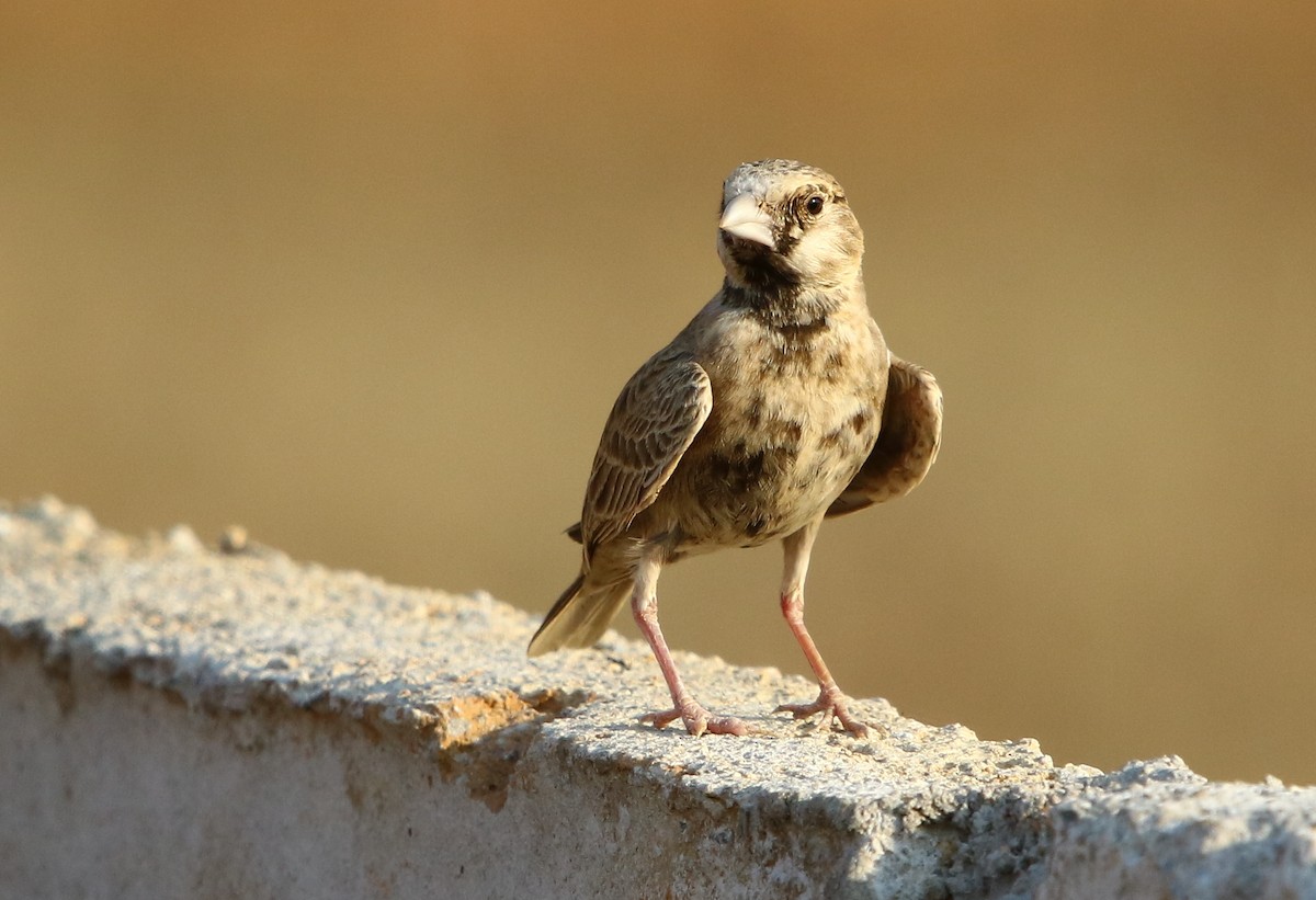 Ashy-crowned Sparrow-Lark - ML144768261