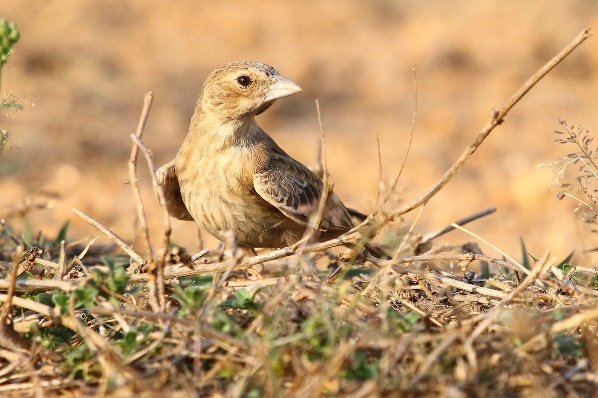 Ashy-crowned Sparrow-Lark - Bhaarat Vyas