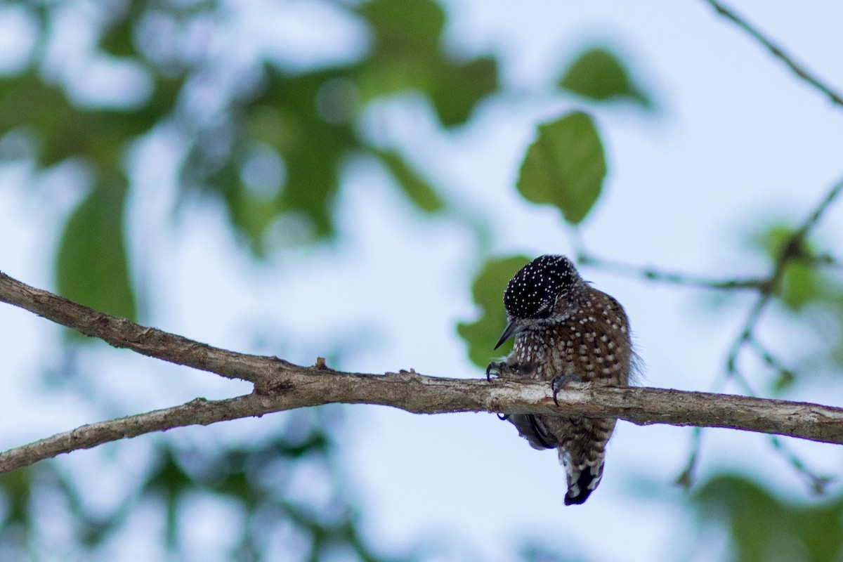 Spotted Piculet - ML144770031