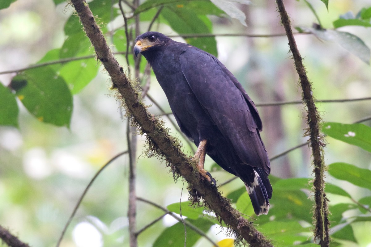 Common Black Hawk (Mangrove) - Jan Cubilla