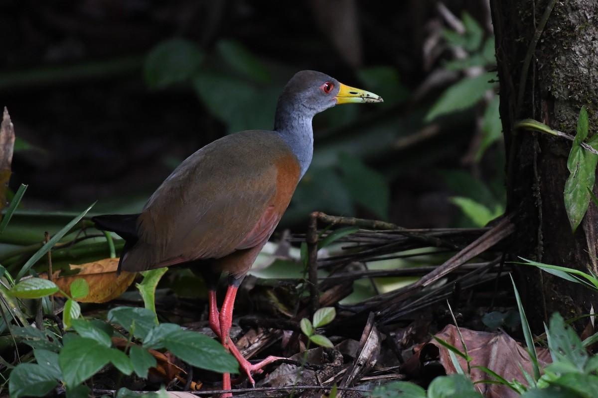 Gray-cowled Wood-Rail - Barry Blust