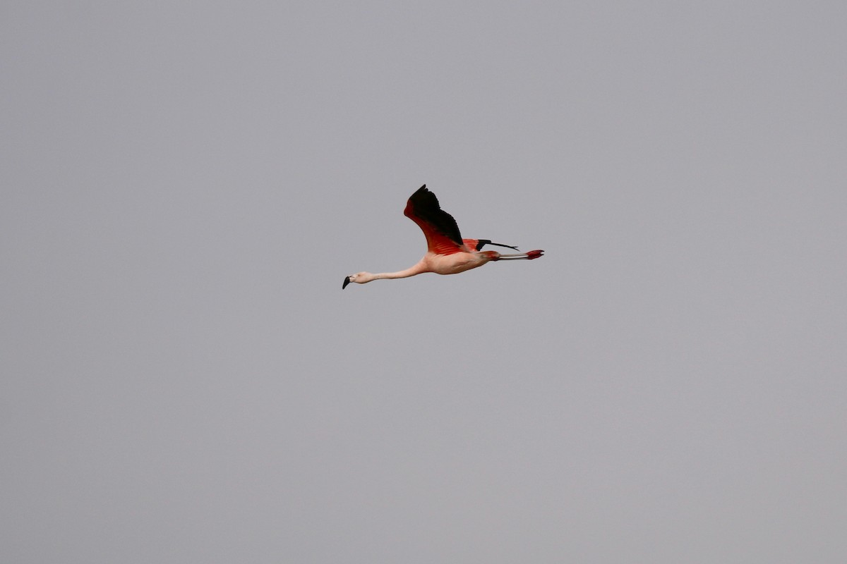 Chilean Flamingo - Henry Burton