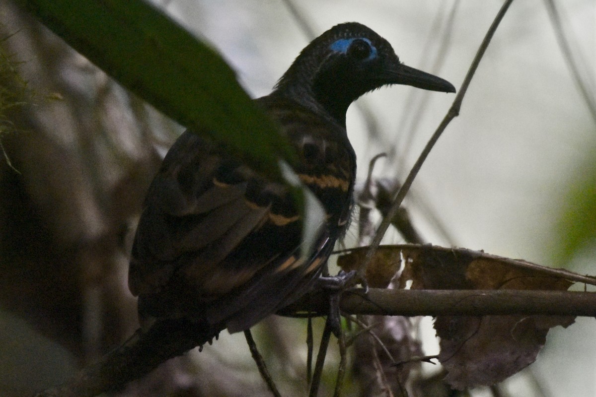 Wing-banded Antbird - ML144773421