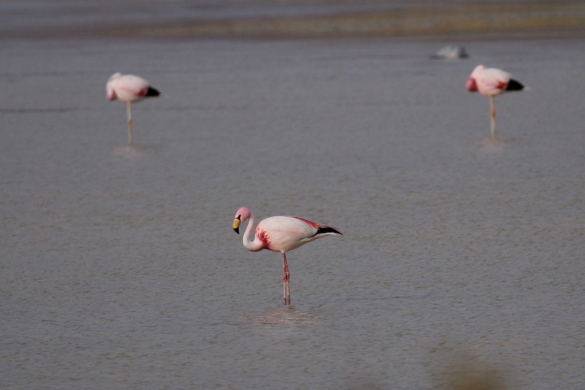 James's Flamingo - Henry Burton