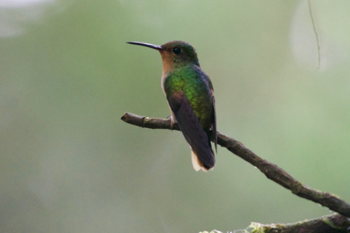 Pirre Hummingbird - Jan Cubilla