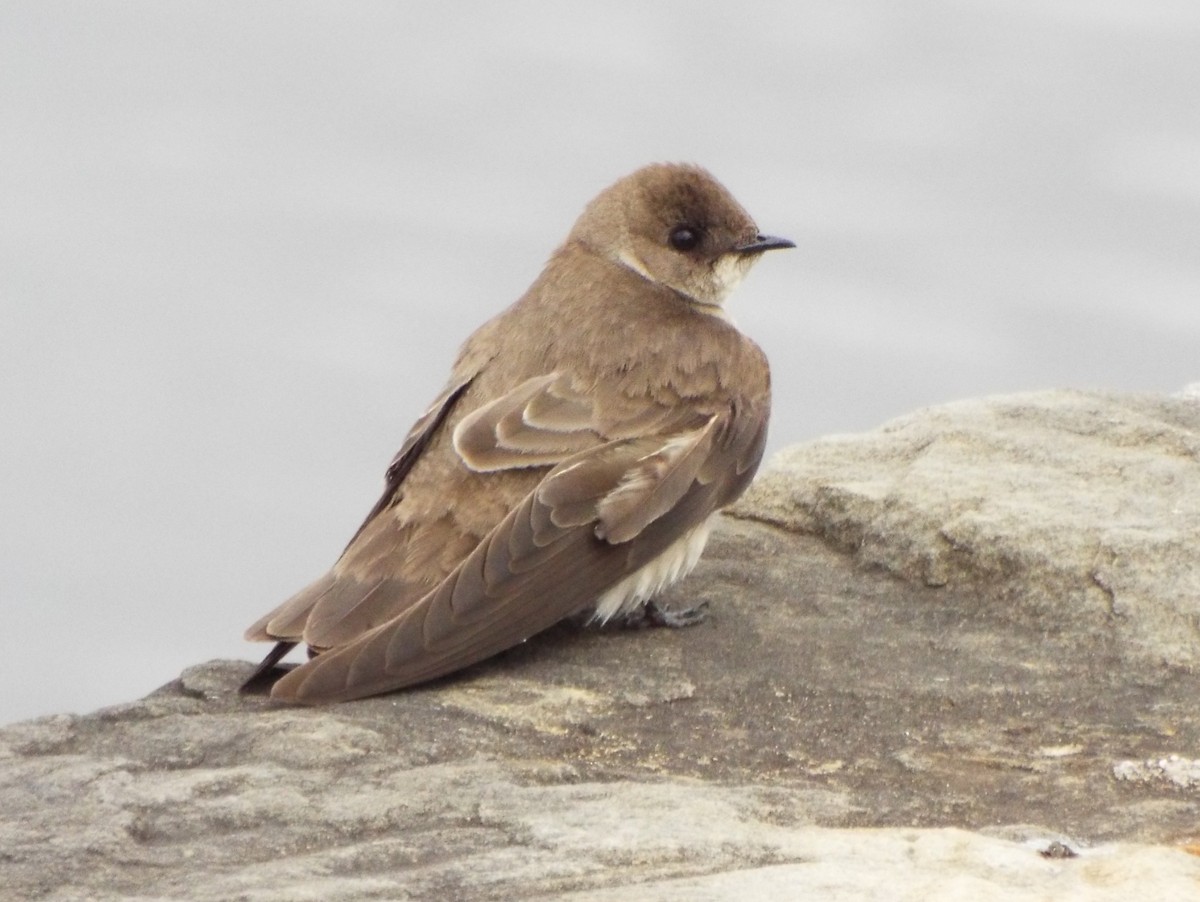 Northern Rough-winged Swallow - Robert Nunnally