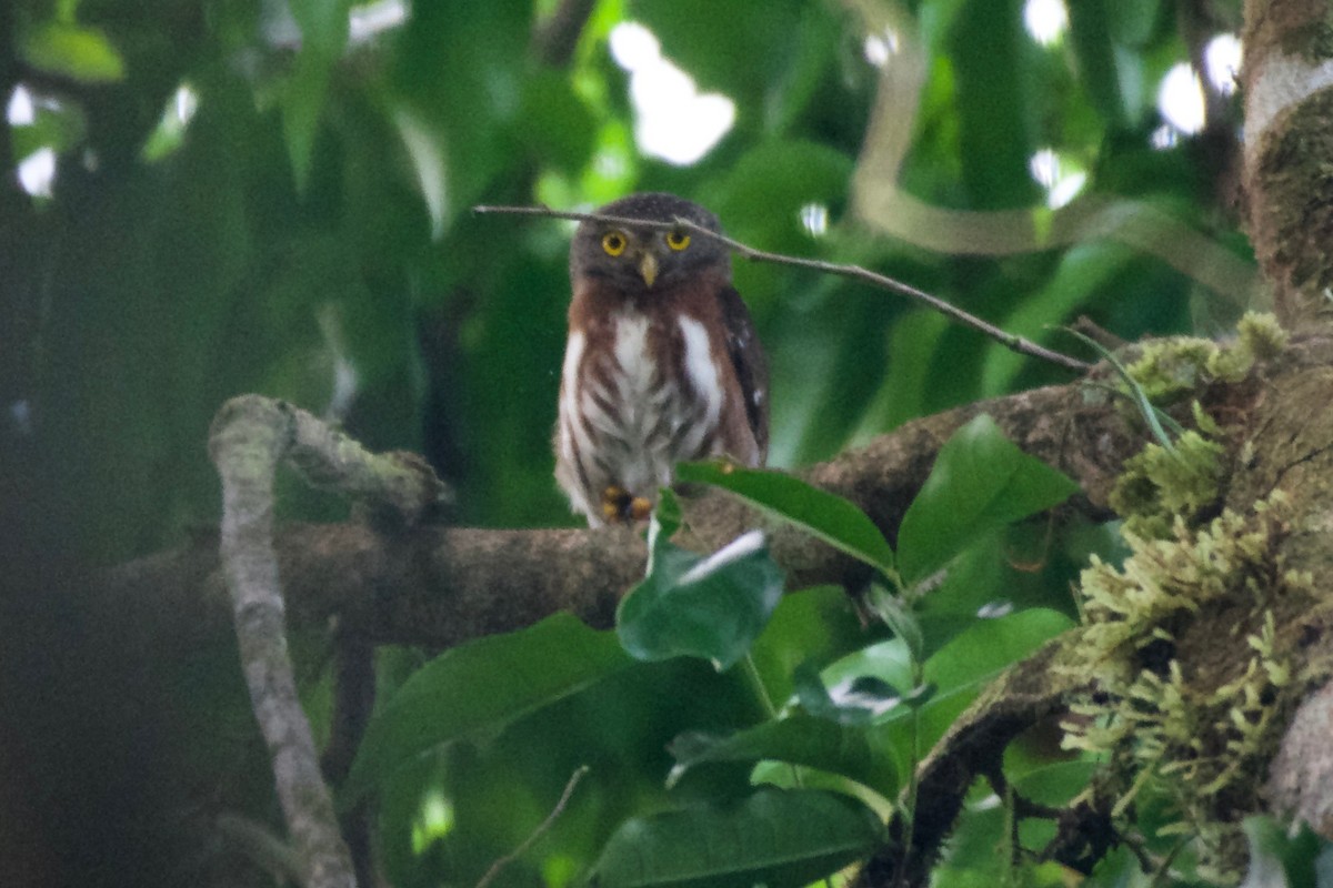 Central American Pygmy-Owl - ML144779231