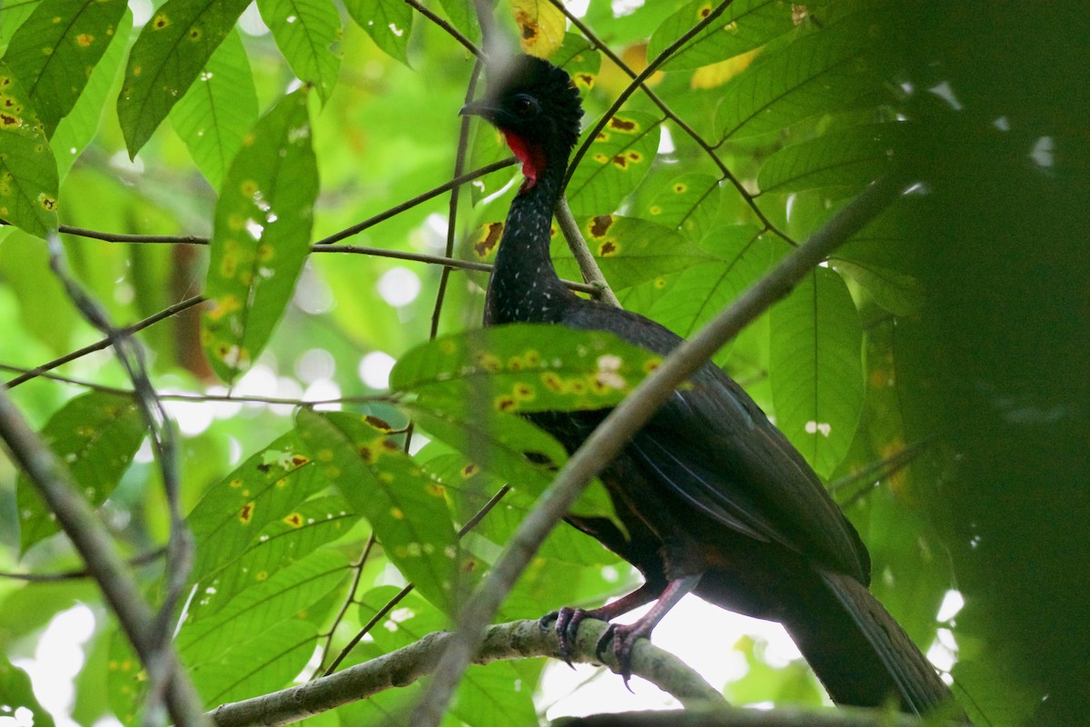 Crested Guan - ML144780161