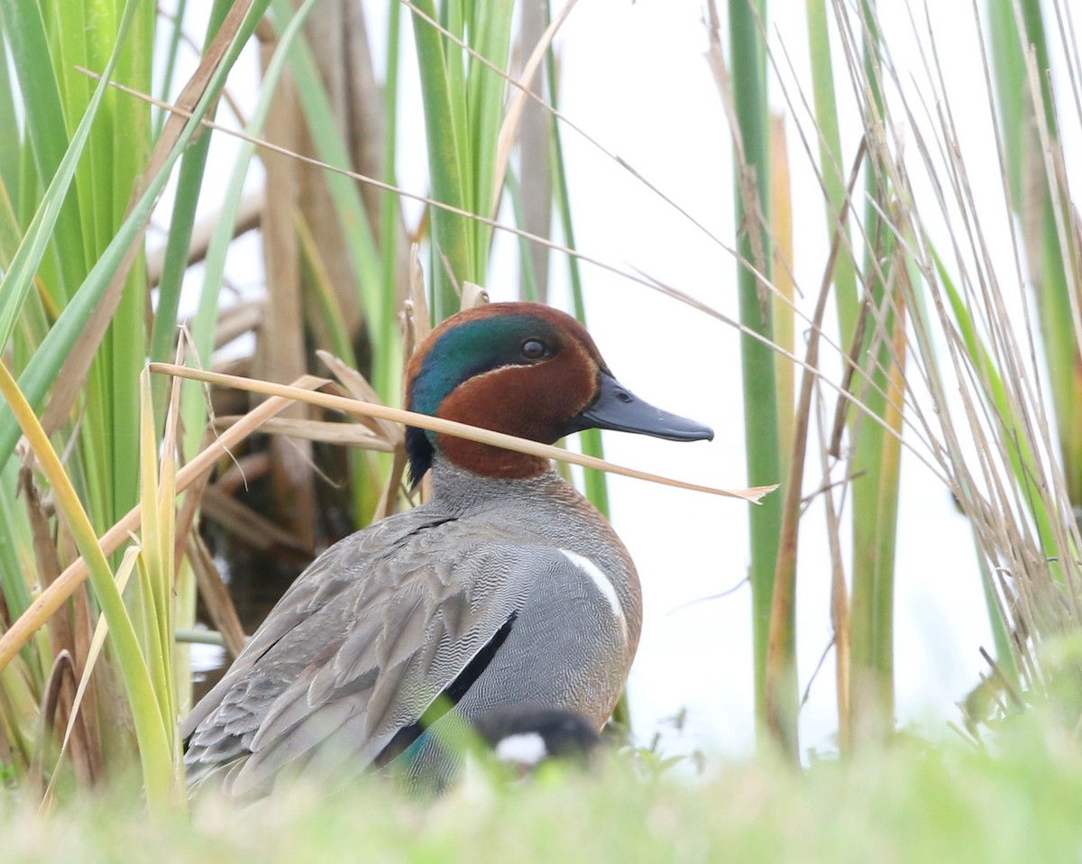 Green-winged Teal - ML144780201