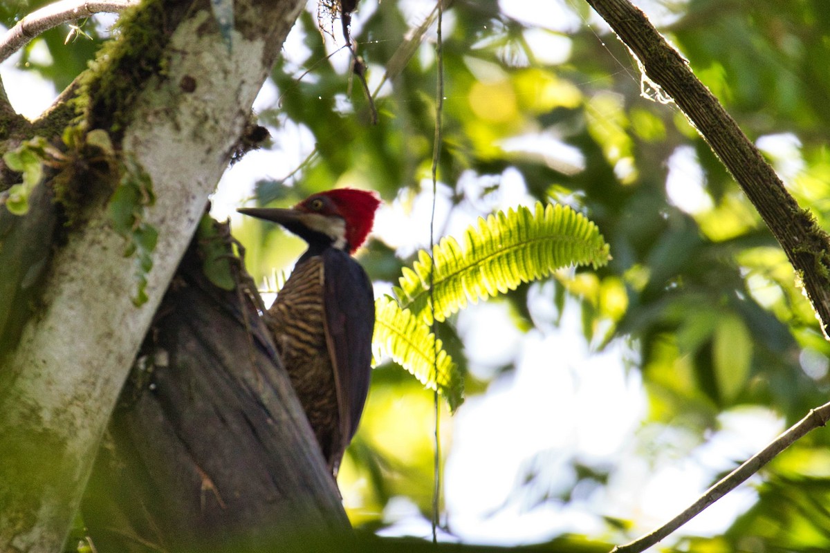 Guayaquil Woodpecker - Eric Carpenter