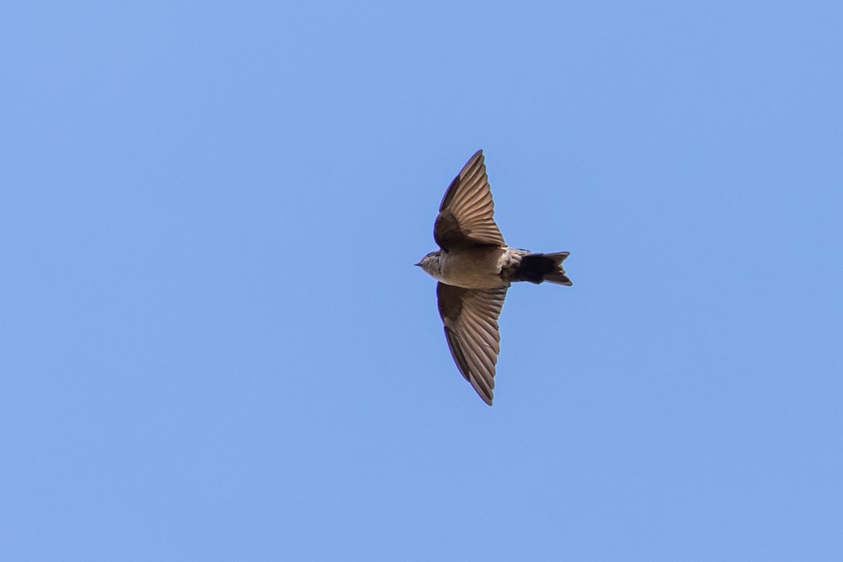 Brown-bellied Swallow - ML144780651