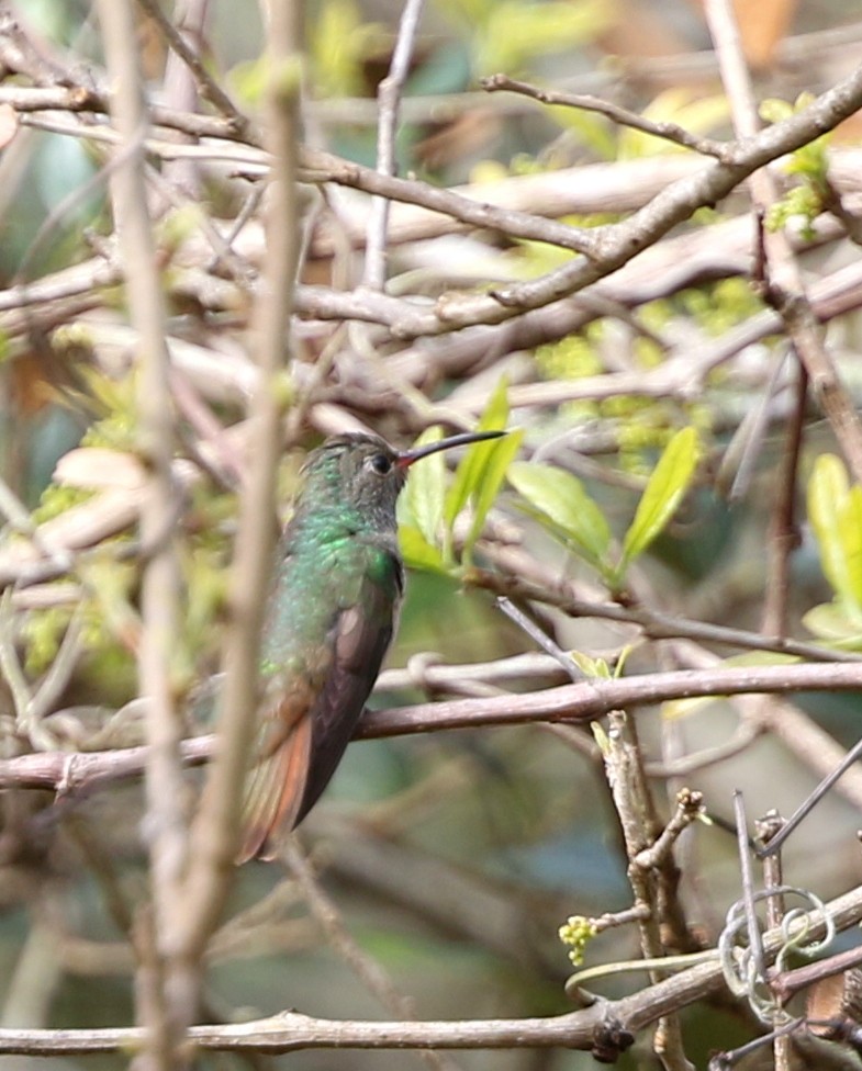Buff-bellied Hummingbird - joan garvey