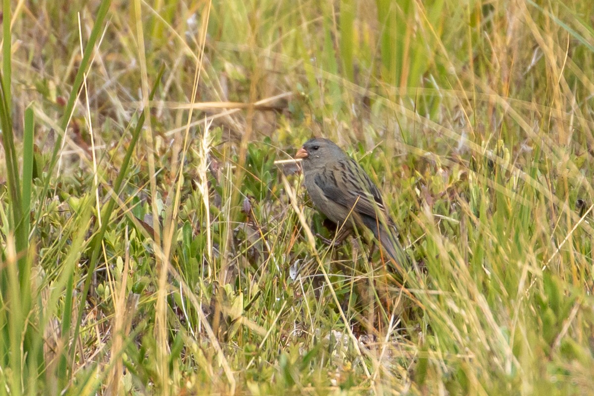 Plain-colored Seedeater - ML144782701