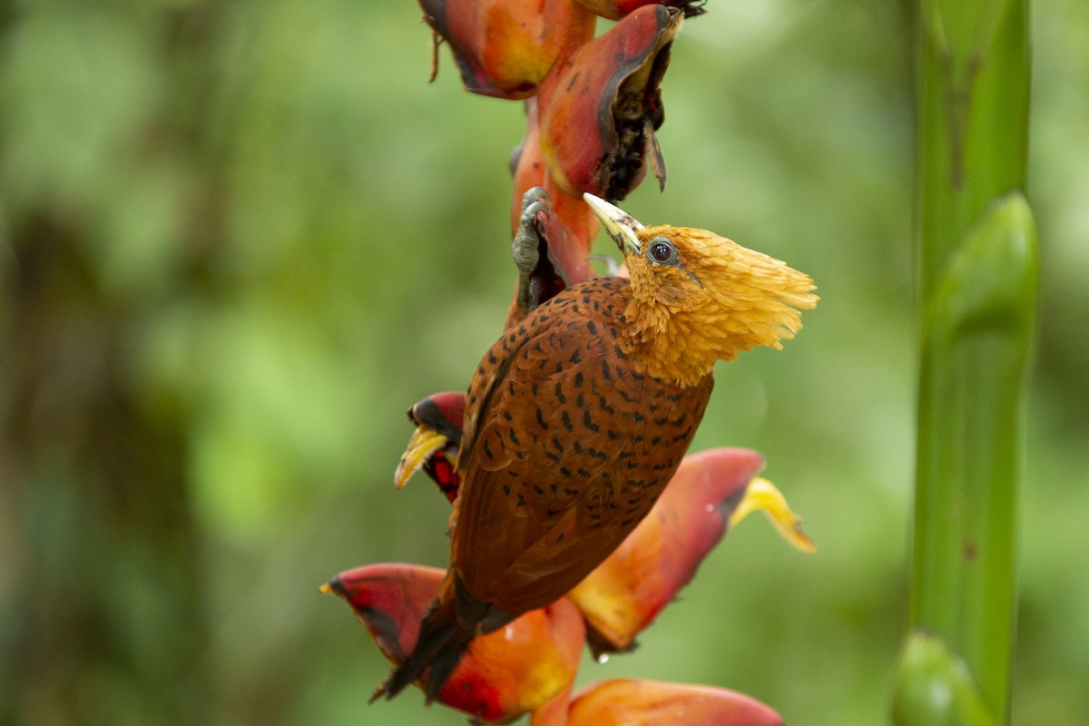 Chestnut-colored Woodpecker - ML144782791