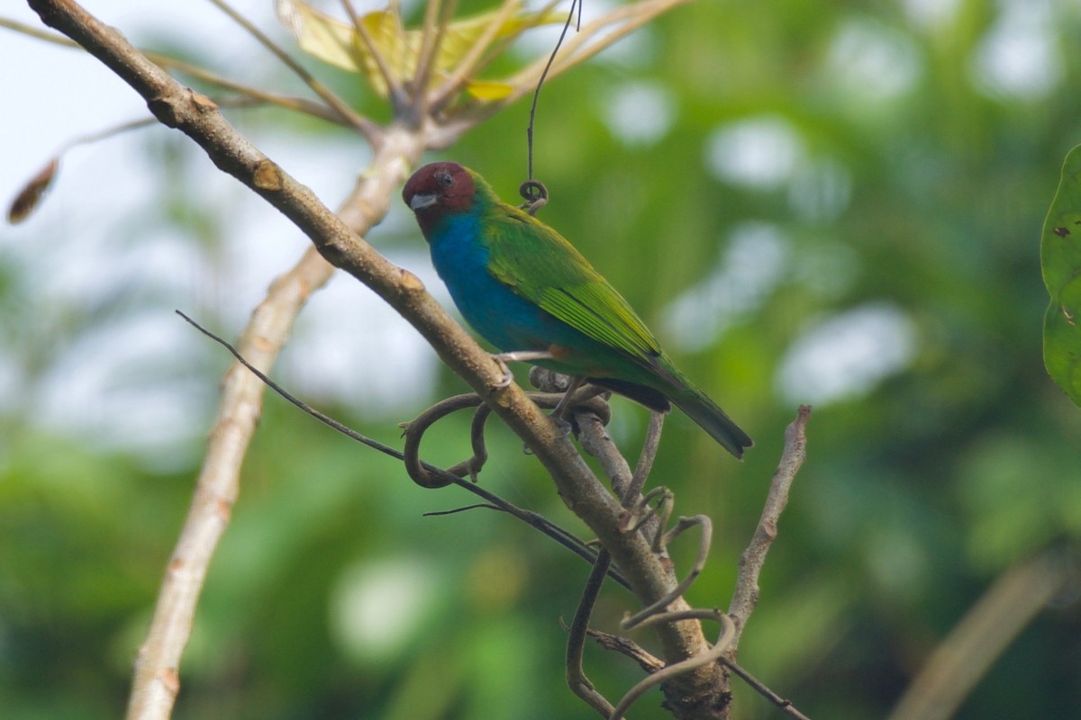 Bay-headed Tanager - ML144783341