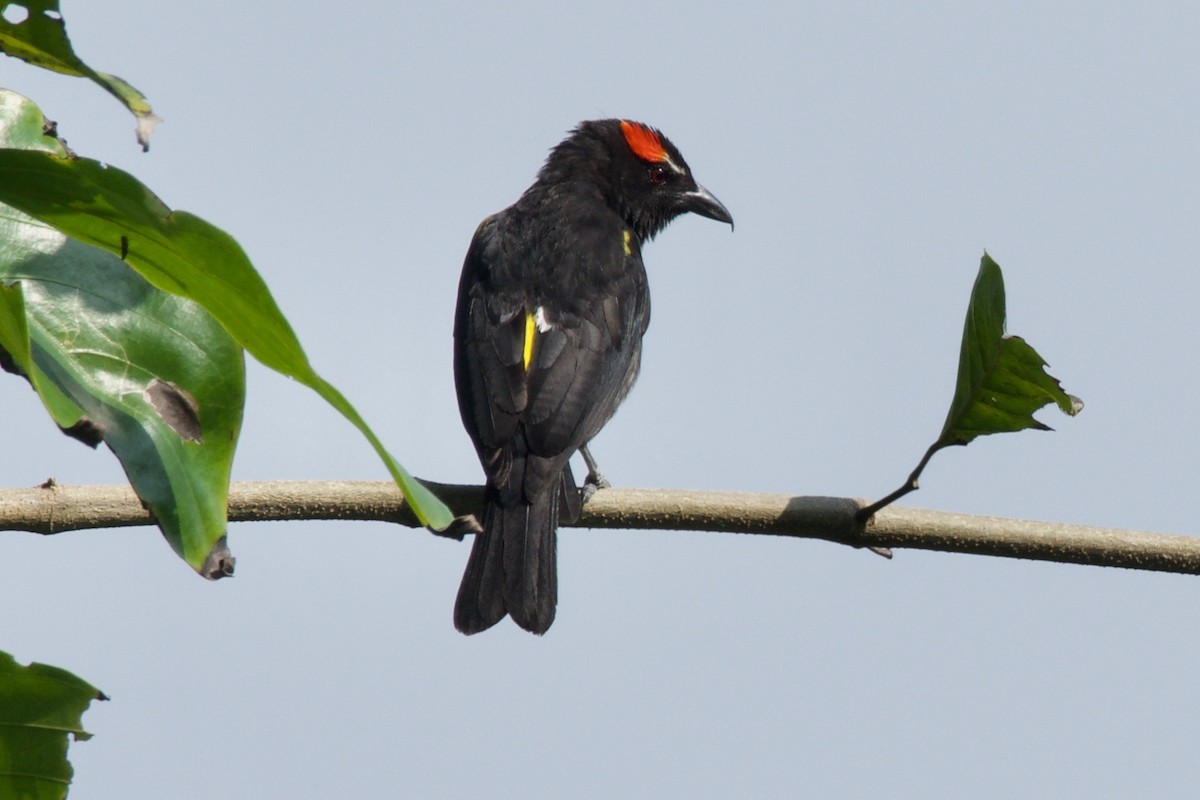 Scarlet-browed Tanager - ML144783441