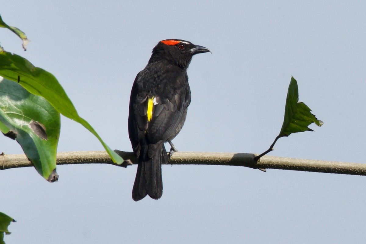 Scarlet-browed Tanager - ML144783481