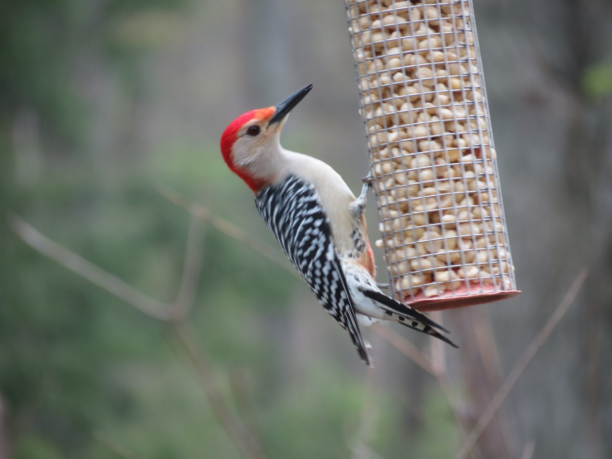 Red-bellied Woodpecker - Robin Welsh