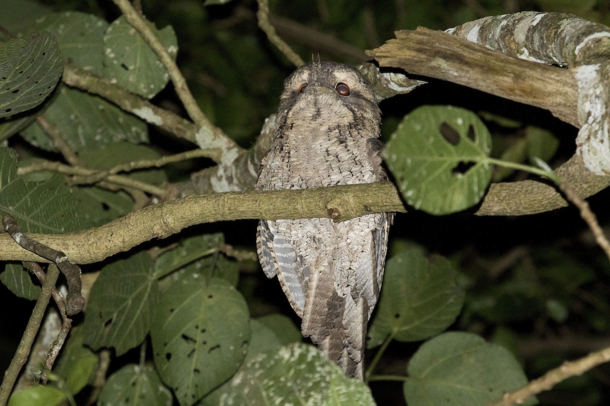 Marbled Frogmouth - Tomás Poch