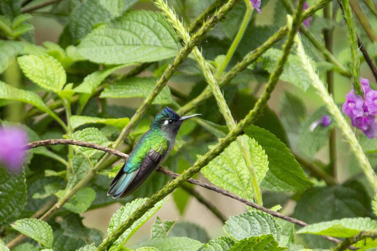 Violet-headed Hummingbird - Joshua Covill