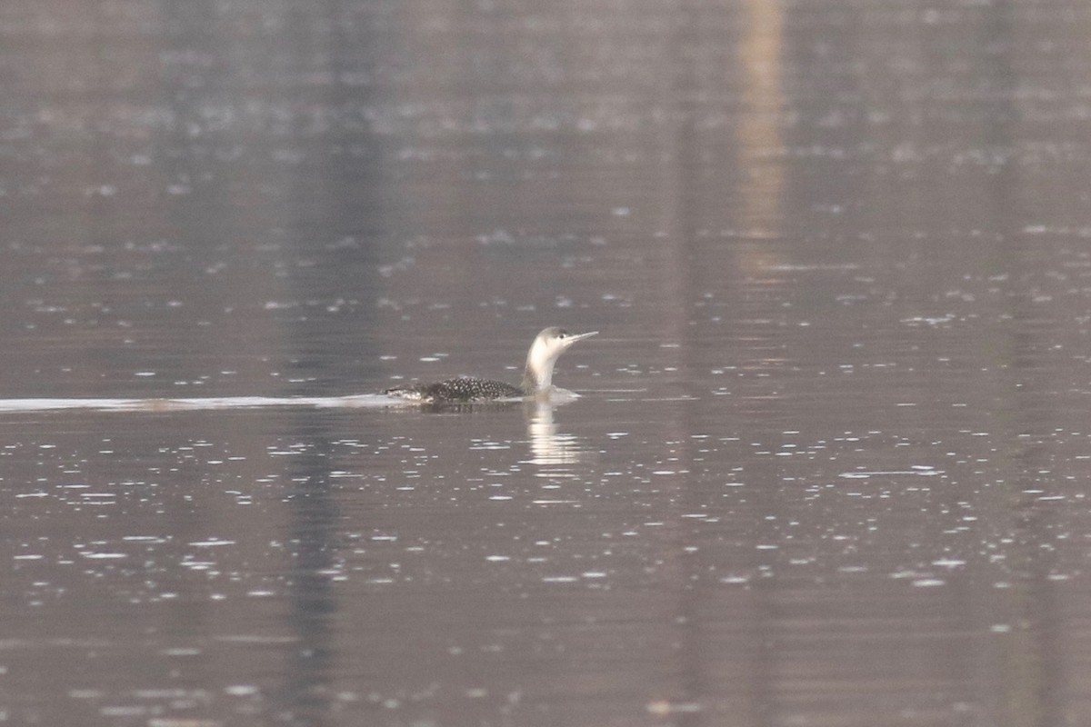 Red-throated Loon - ML144789931